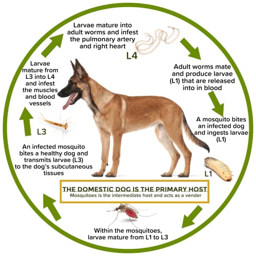 Natural Anti-Flea, Tick, & Mosquito Collar